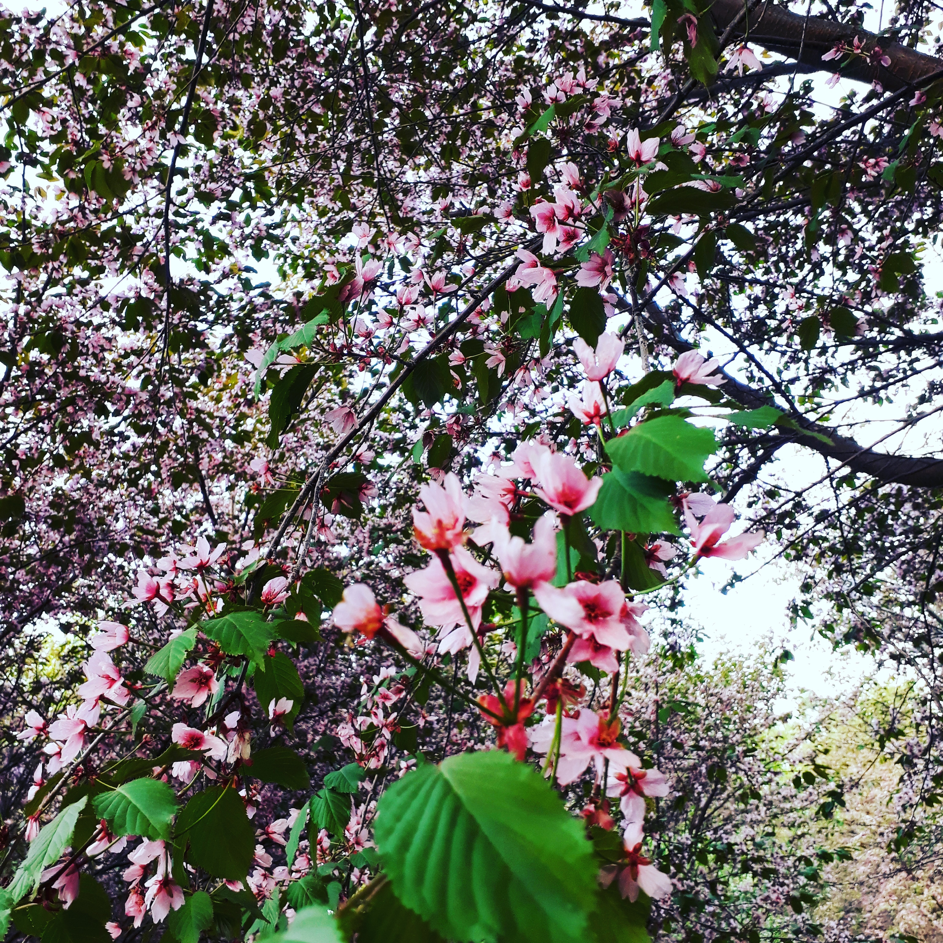 IMG_20180517_204512_582