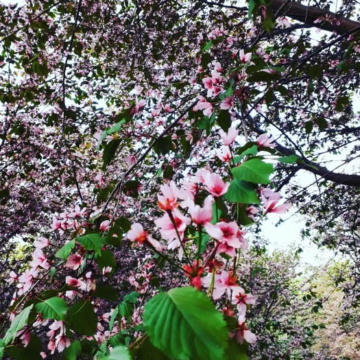 IMG_20180517_204512_582