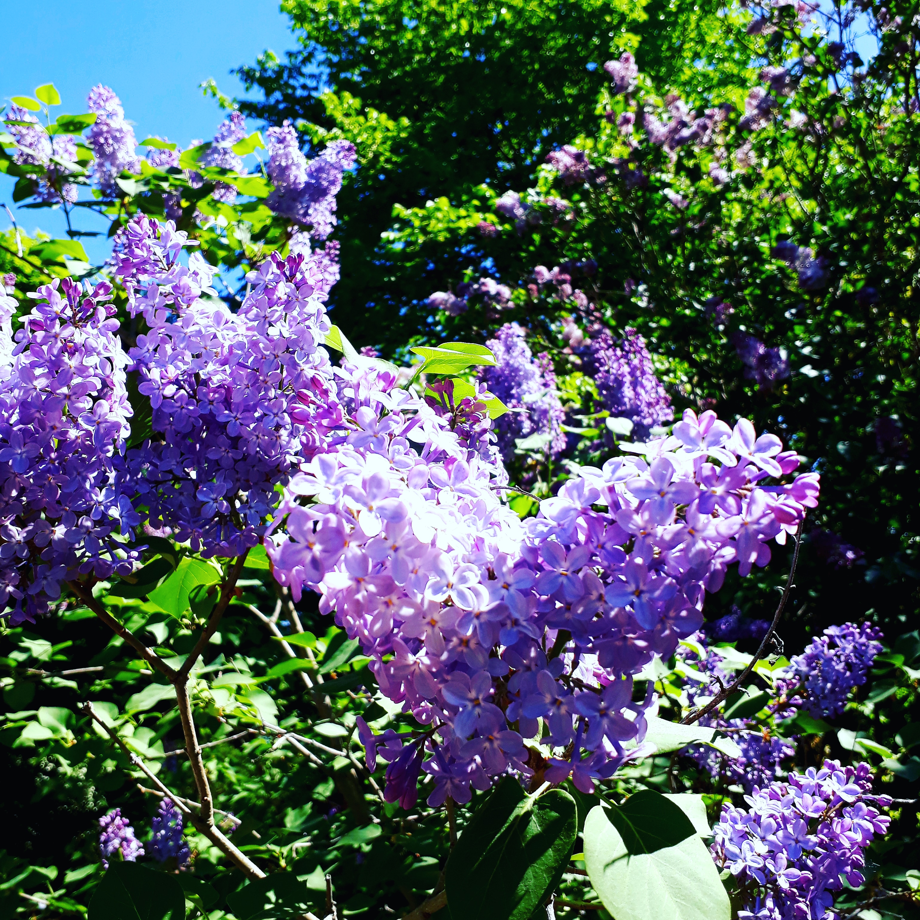 IMG_20180527_143921_385