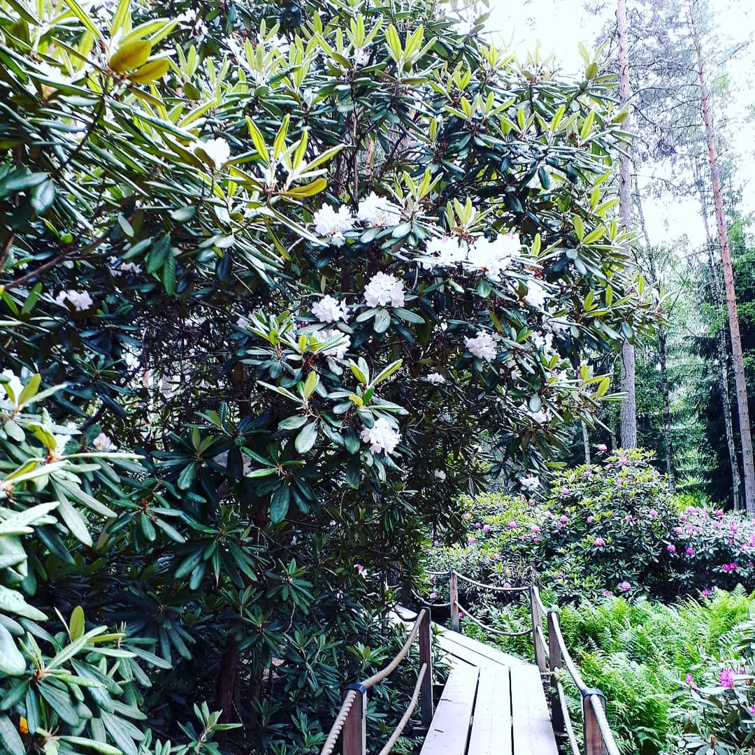 IMG_20180605_192550_894