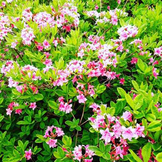 IMG_20180605_192827_358